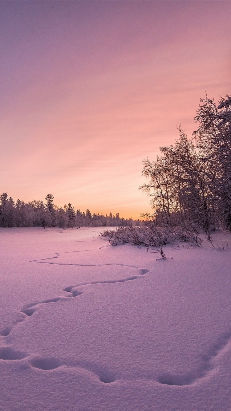 Iphone Wallpaper Winter, Snow, Trees, Sunset - Закат Зимой Поле - HD Wallpaper 