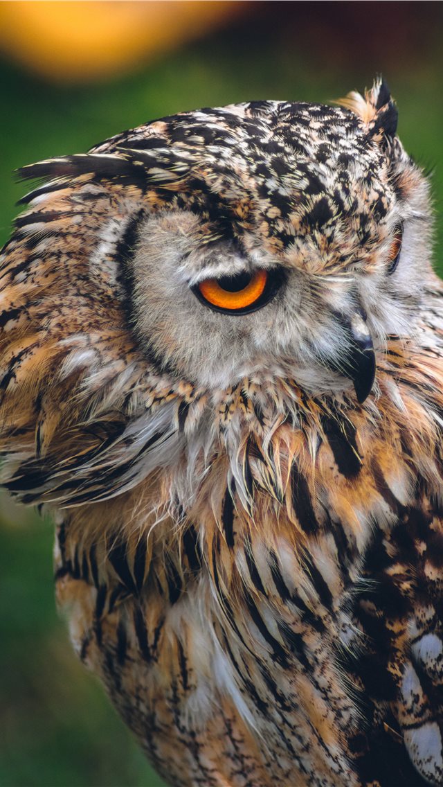 Owl Iphone Wallpaper - Beautiful Owl - HD Wallpaper 