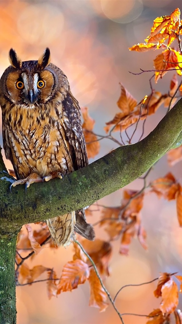 Iphone Wallpaper Autumn, Tree, Red Leaves, Owl - Осень На Рабочий Стол - HD Wallpaper 