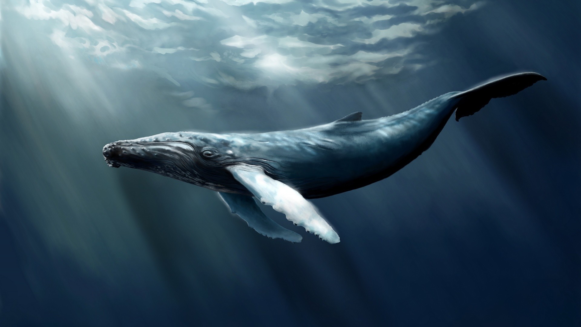 Blue Whale 
 Data Src Blue Whale Wallpaper For Andro - Blue Whale Jumping Out Of Water - HD Wallpaper 