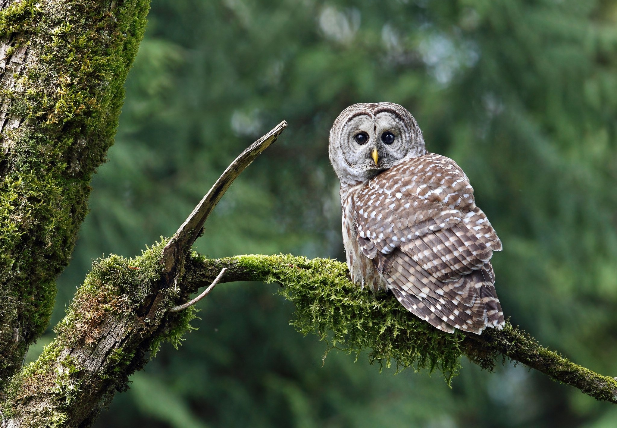 Barred Owl Wallpapers For Iphone For Free Wallpaper - Animals On Branches - HD Wallpaper 
