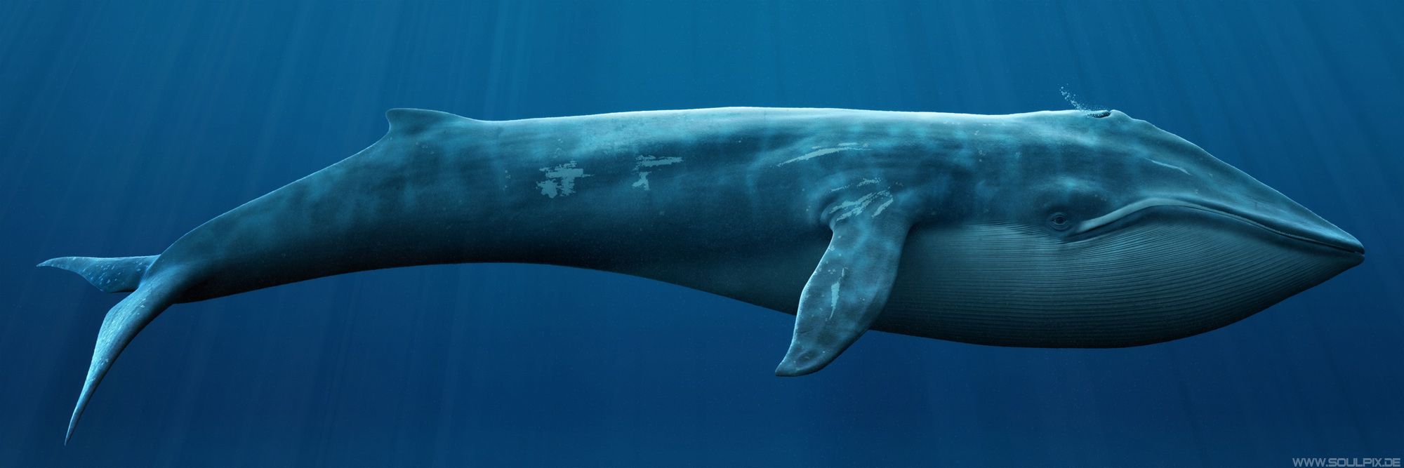 Blue Whale Fish Hd - HD Wallpaper 