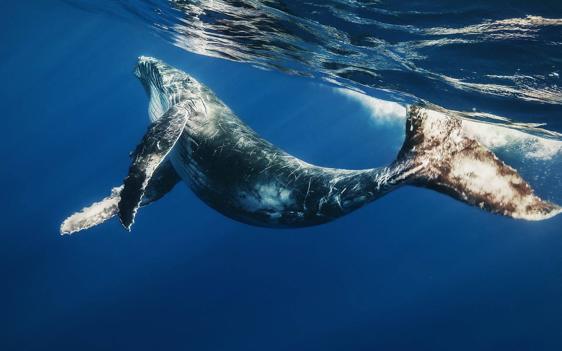 Blue Whale Wallpaper - 1080p Whale Wallpaper Hd - HD Wallpaper 