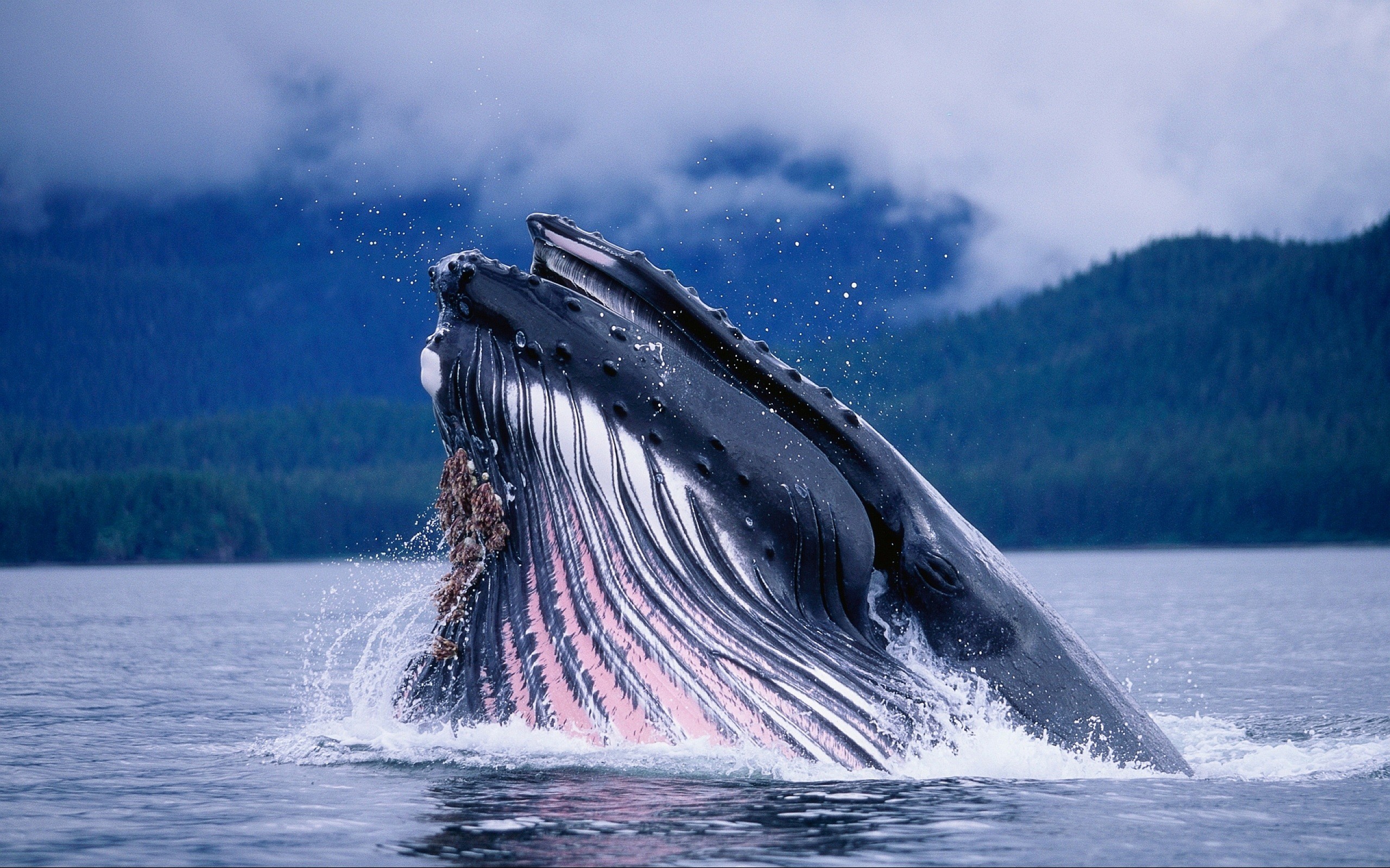 Wallpaper - Big Whale In The World - HD Wallpaper 