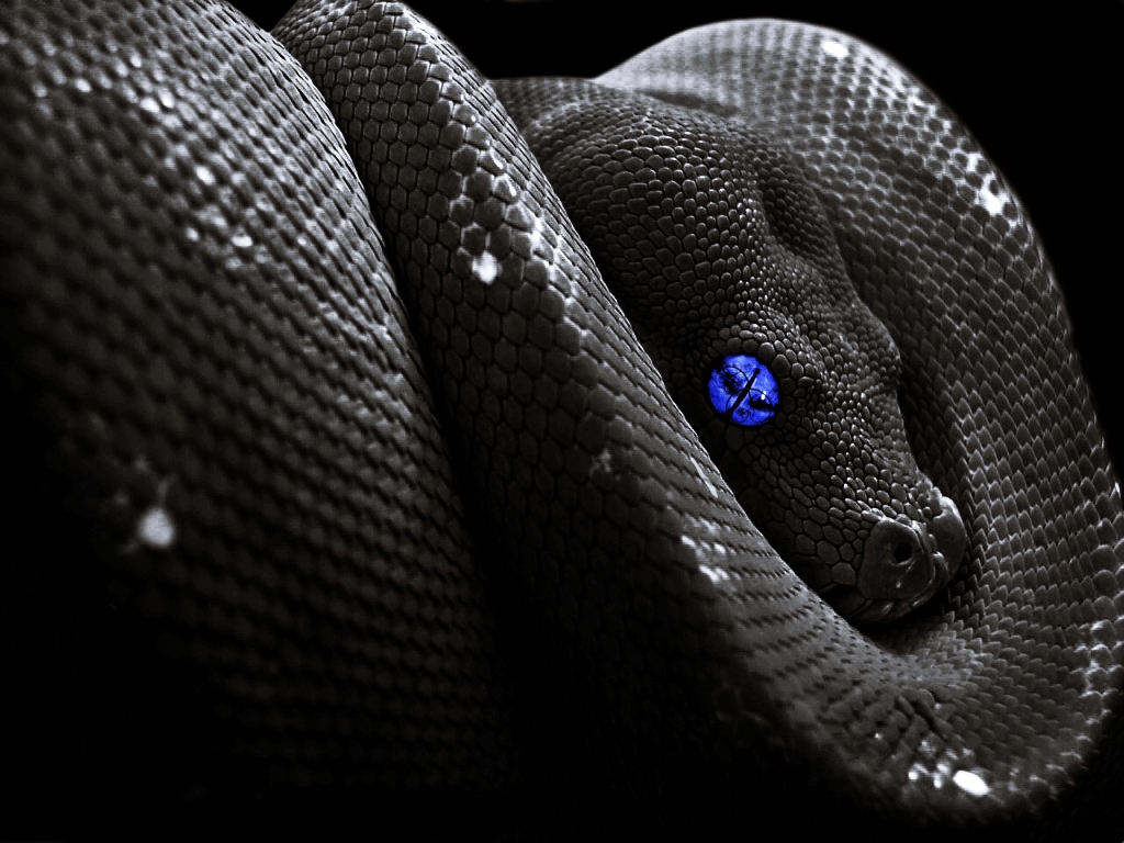 Black Snake Background - HD Wallpaper 