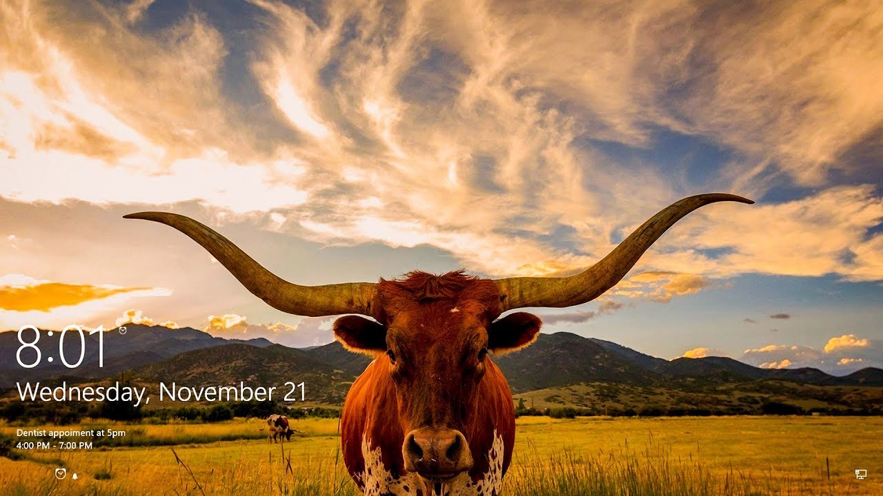 Longhorn Steer - HD Wallpaper 