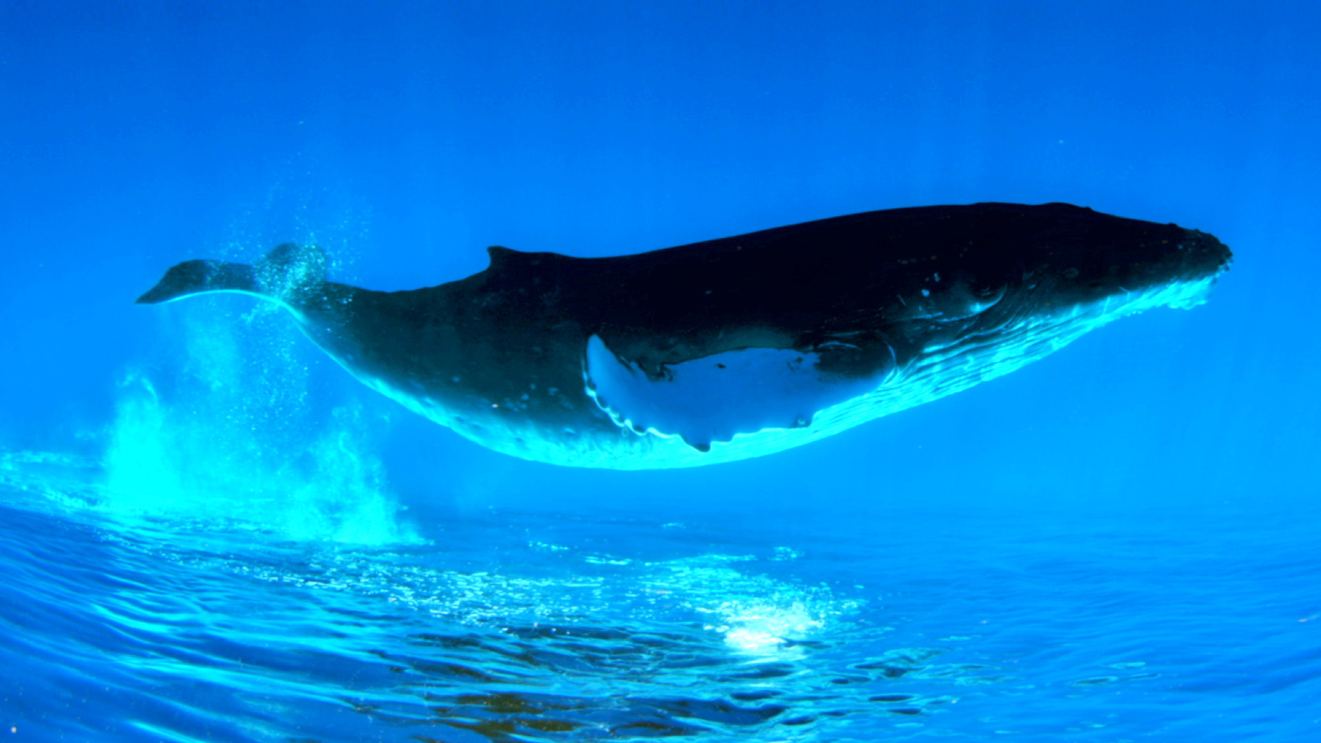 Humpback Whale Wallpaper 1080p - 1080p Blue Whale Hd - HD Wallpaper 