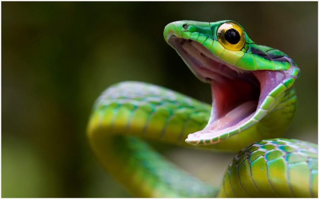 Snake Hd - HD Wallpaper 