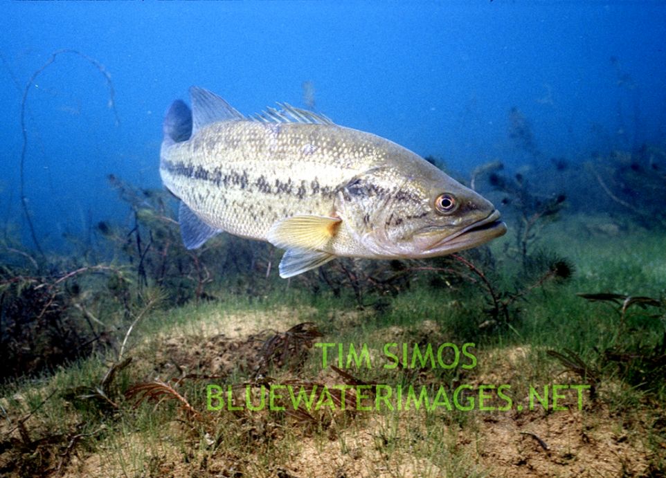 Bass Fishing Wallpaper Bass Fishing Pictures The Ultimate - Bass Fishing - HD Wallpaper 