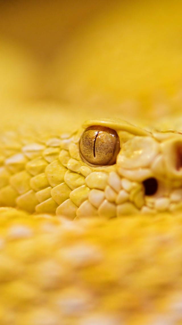 Snake, 4k, Hd Wallpaper, Albino, Rattlesnake, Yellow, - Yellow Snake 4k - HD Wallpaper 