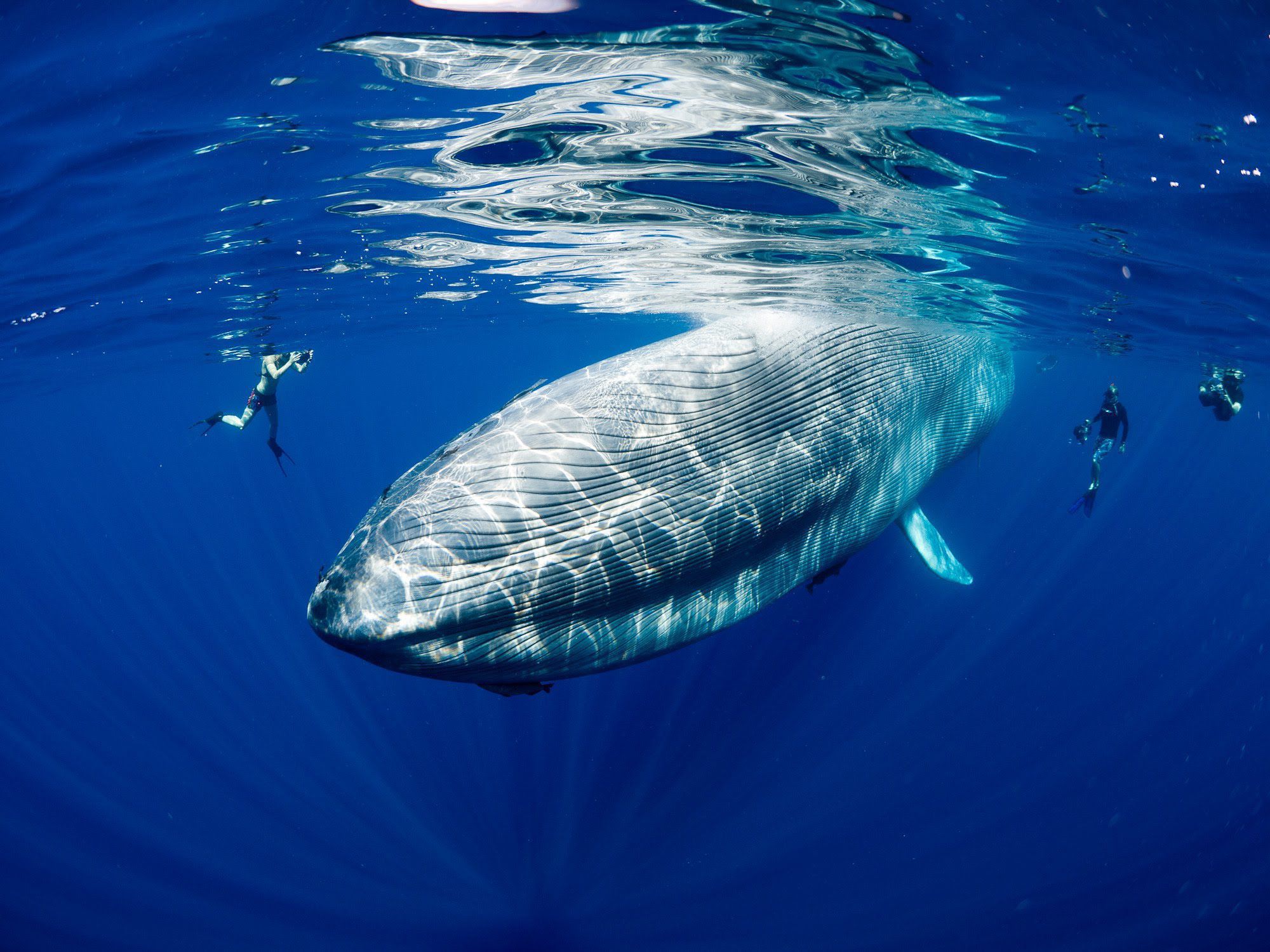Sylvia Earle Whale Shark - HD Wallpaper 