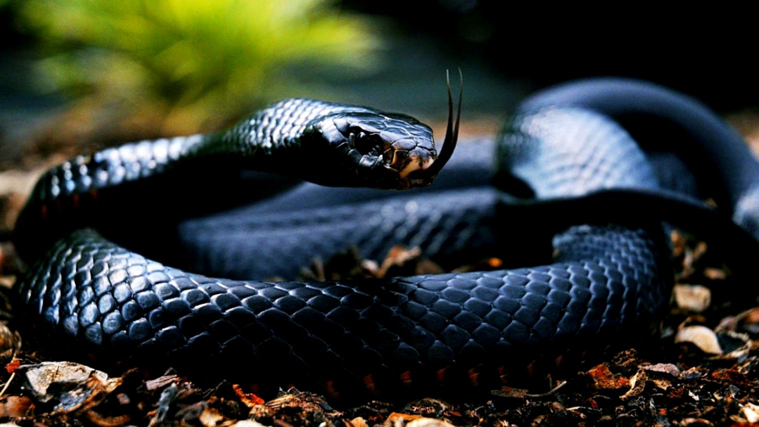 Top 8 Most Dangerous Snakes Which Are Named As Death - Black Mamba Hd - HD Wallpaper 