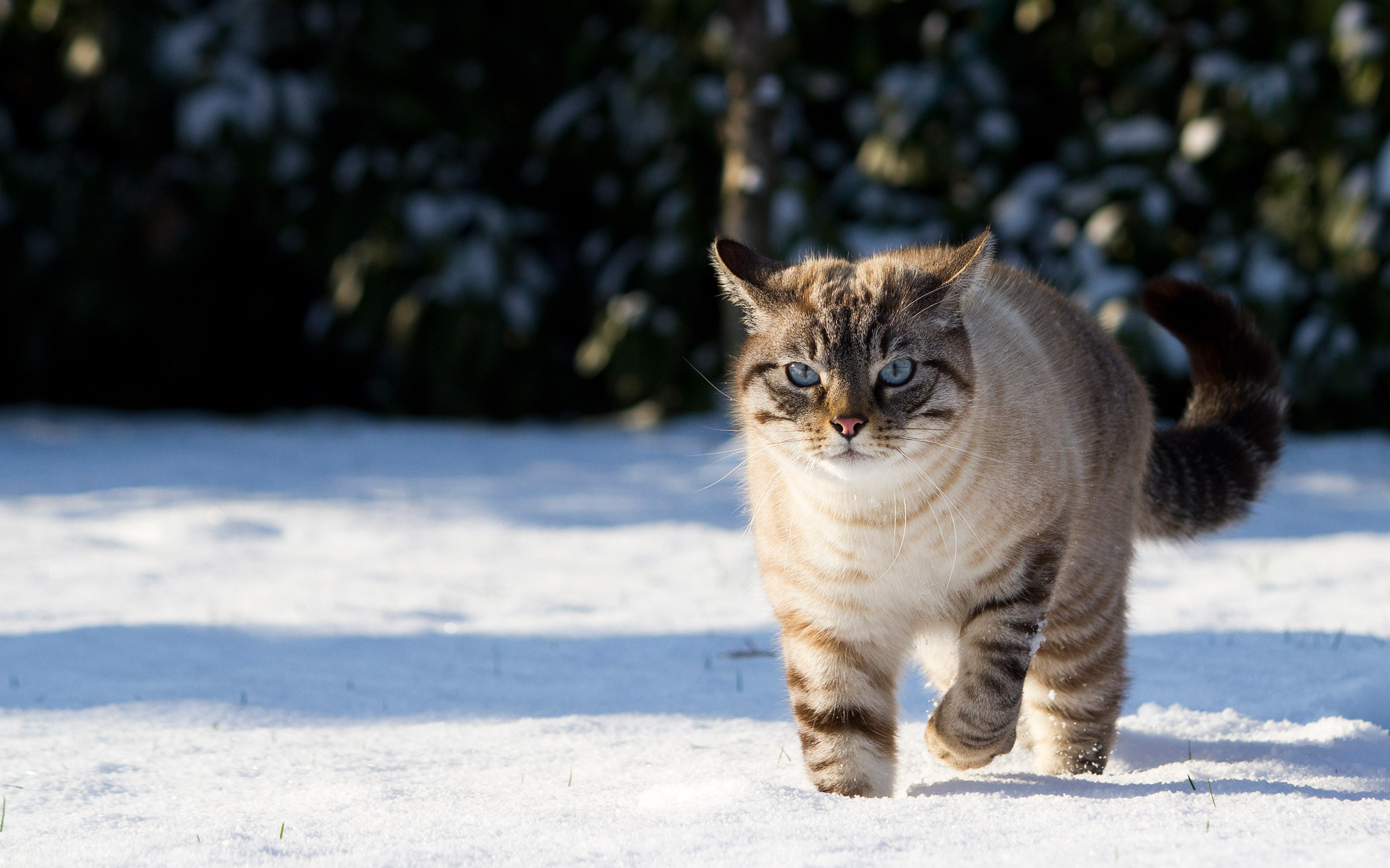 Snow Cat - HD Wallpaper 