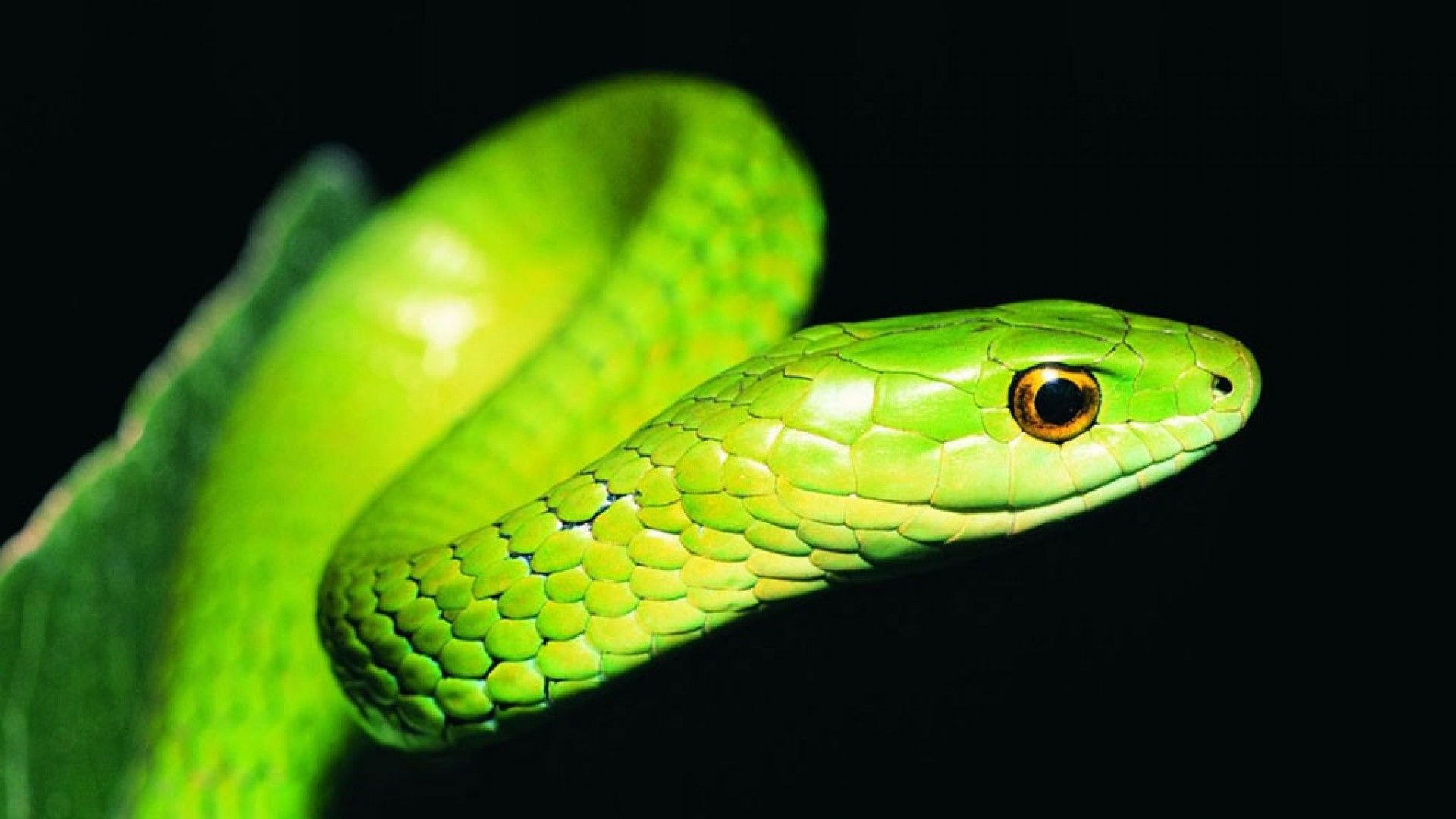 Snake Hd Wallpaper - HD Wallpaper 
