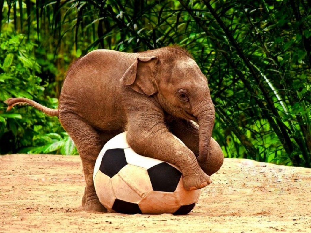 Cute Baby Animals Wallpaper Group 34 Hd Wallpapers - Elephant On A Soccer Ball - HD Wallpaper 