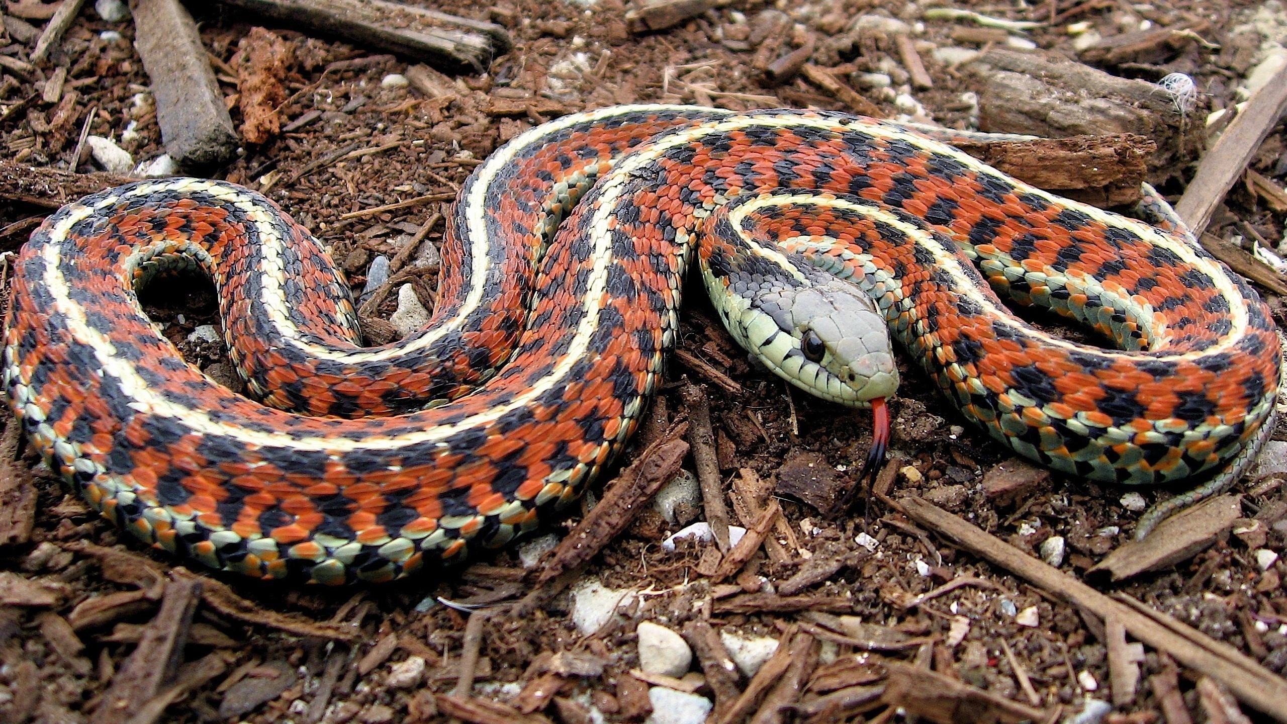Snake That Eat Bearded Dragons 2560x1440 Wallpaper teahub.io