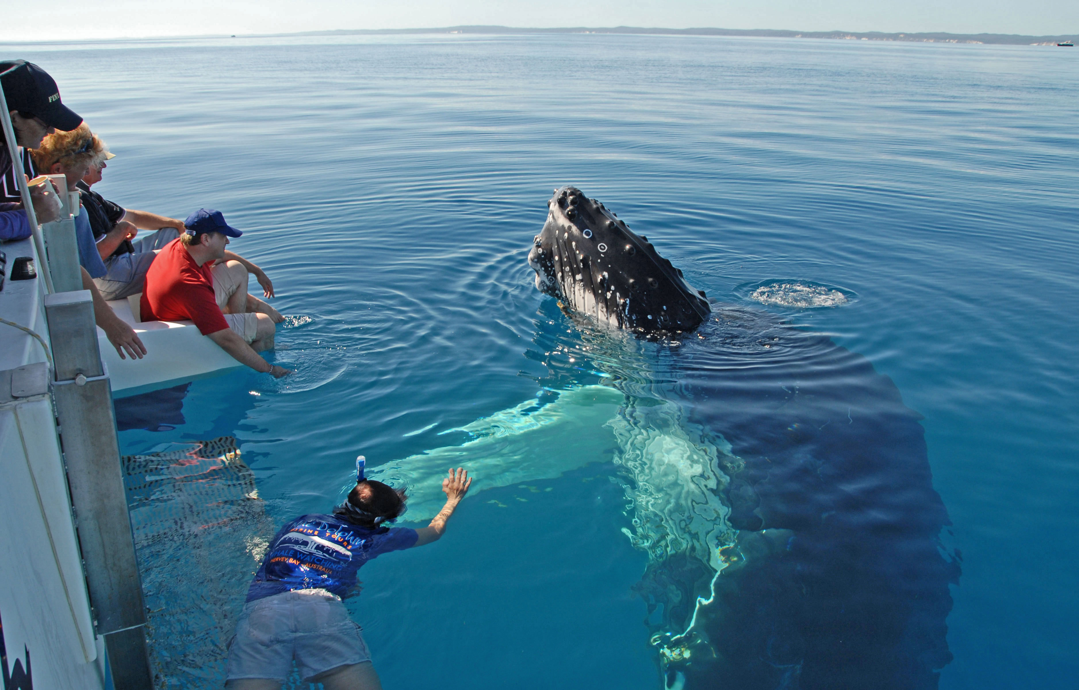 Blue Whale Wallpapers Hq - HD Wallpaper 