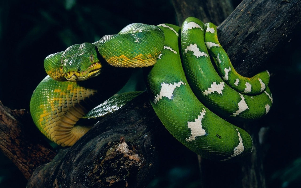 Up Wallpaper － Animal Wallpapers - Green White Snake - 1280x800 Wallpaper -  