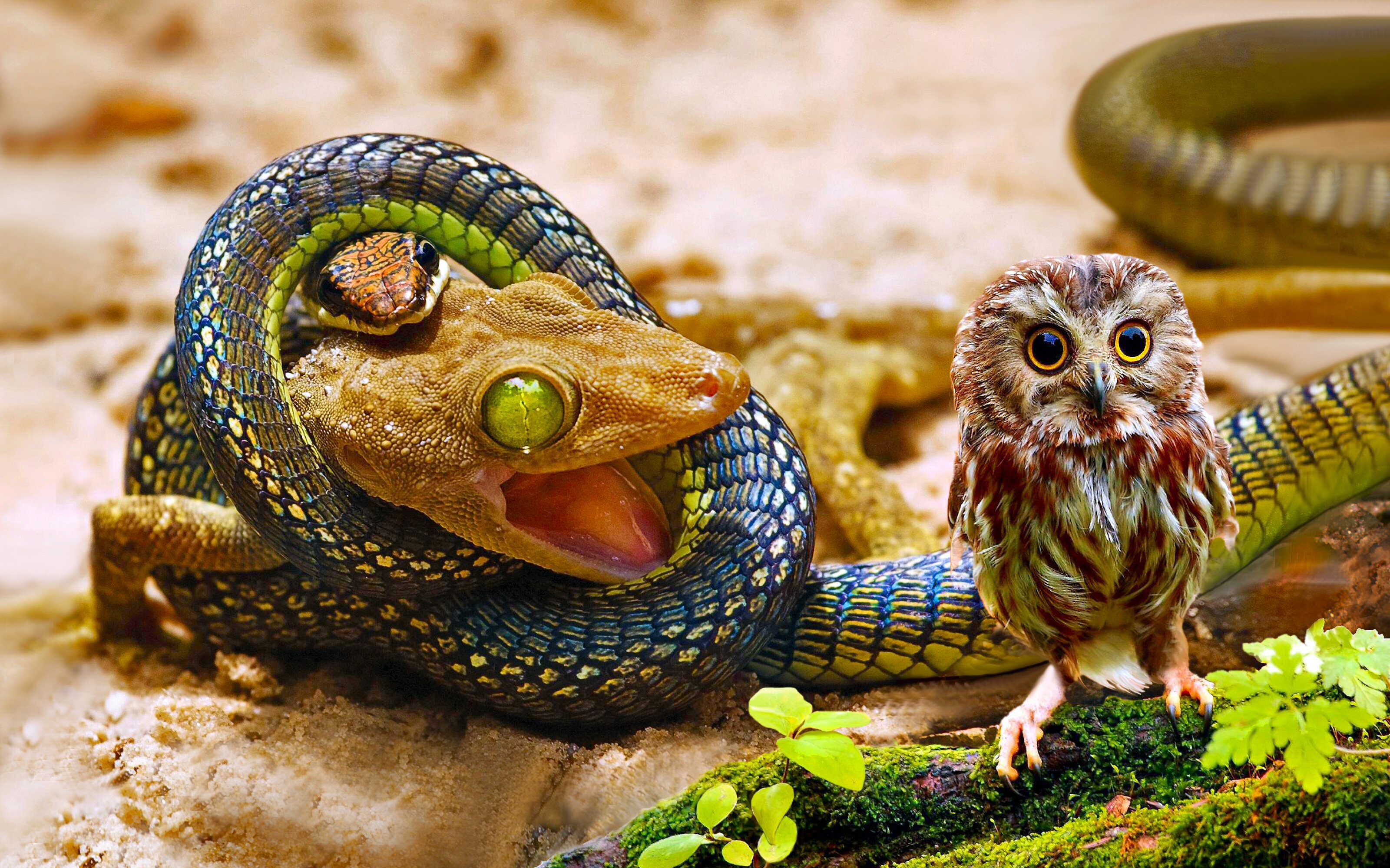 Snake Eating Leopard Gecko - HD Wallpaper 