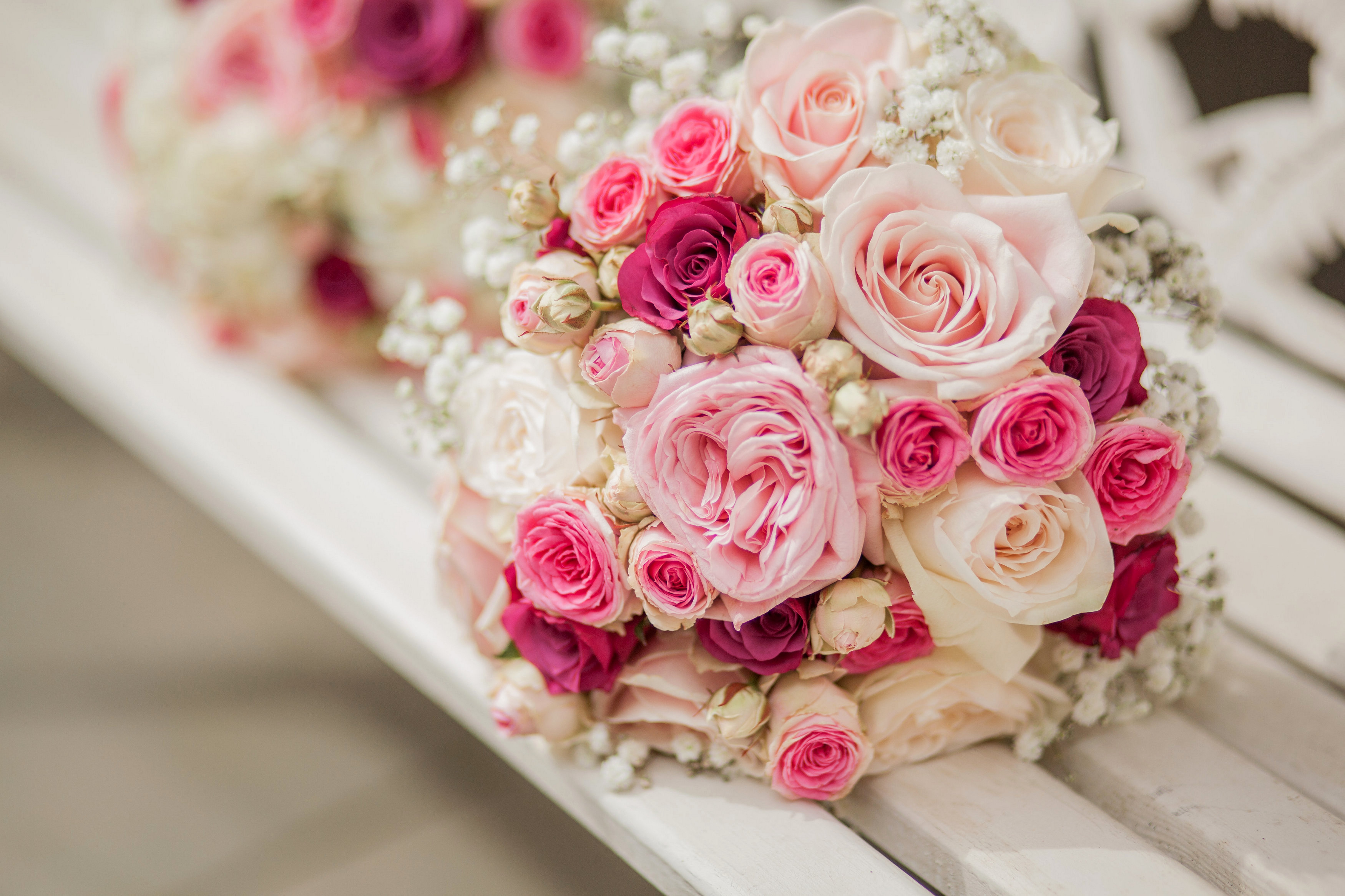 Baby Pink Rose - 7000x4666 Wallpaper Baby Pink Rose - 7000x4666 Wallpaper