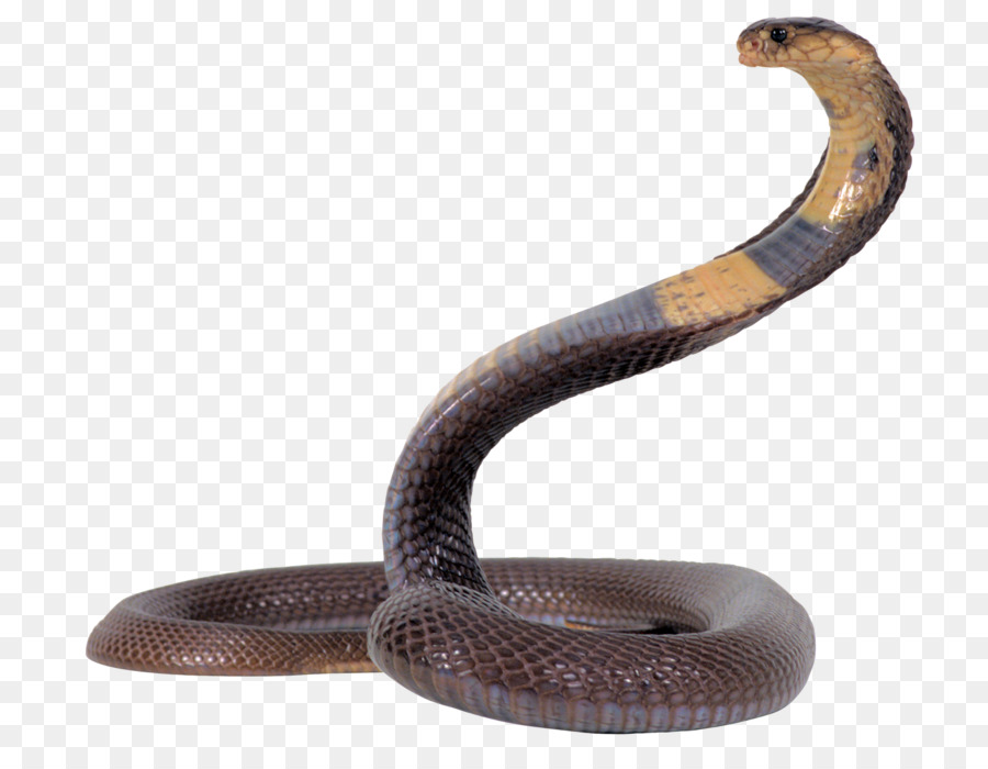 Ular, Ular Anang, Desktop Wallpaper Gambar Png - Half Rat Half Snake - HD Wallpaper 