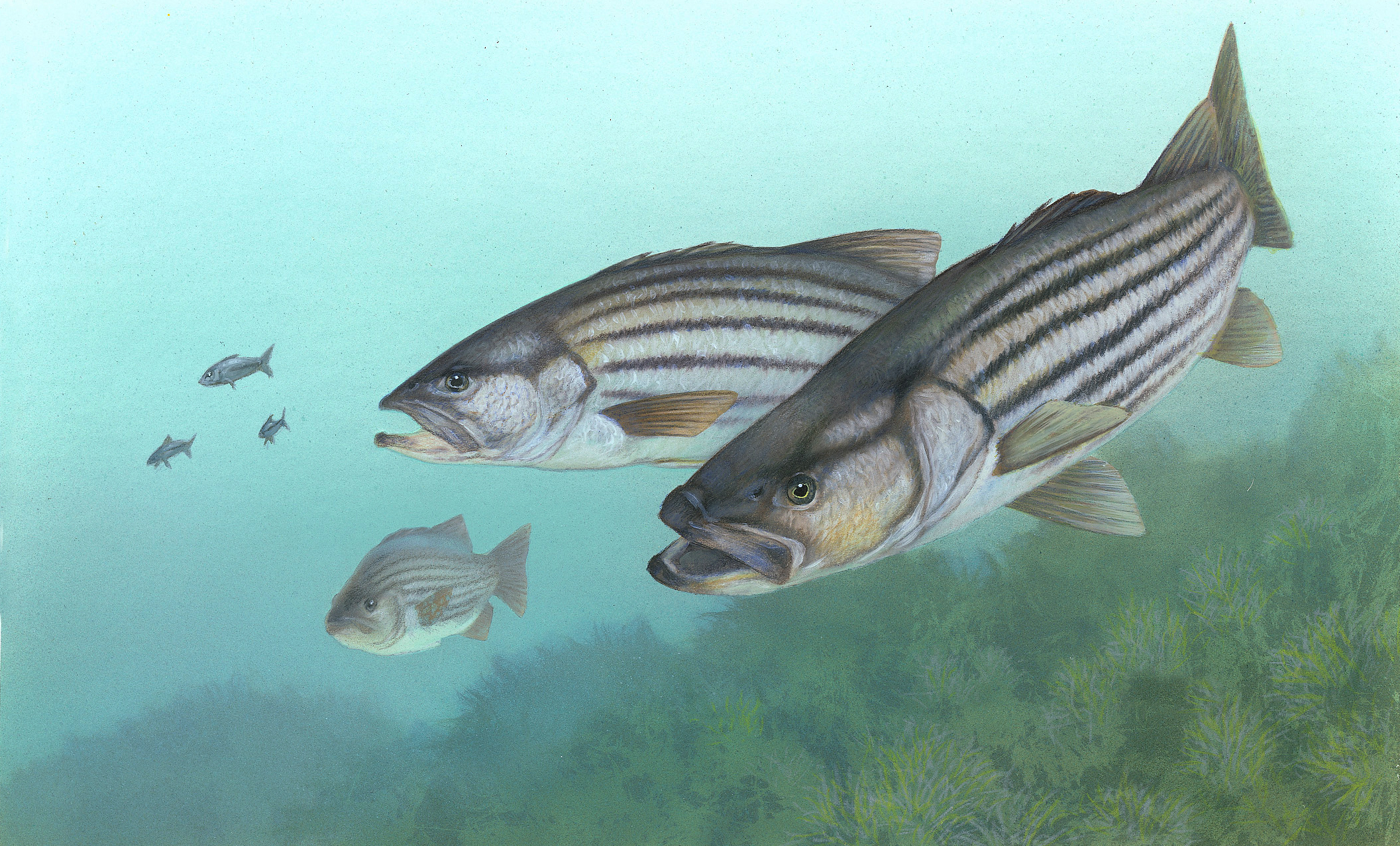 Striped Bass Fish - HD Wallpaper 
