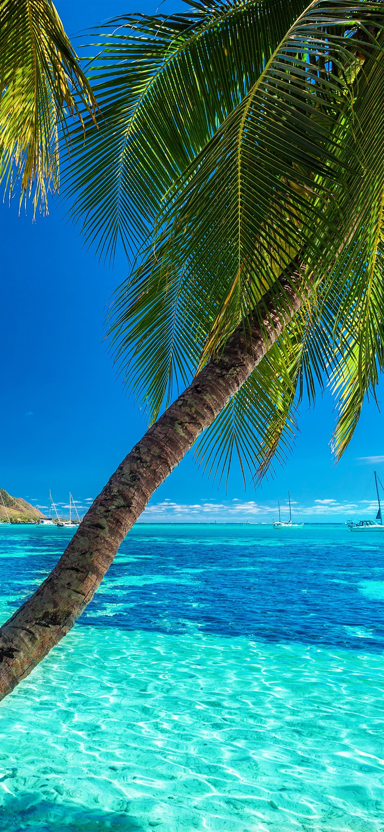 Iphone Wallpaper Palm Trees, Blue Sea, Summer - Beach Beautiful Tropical Places - HD Wallpaper 