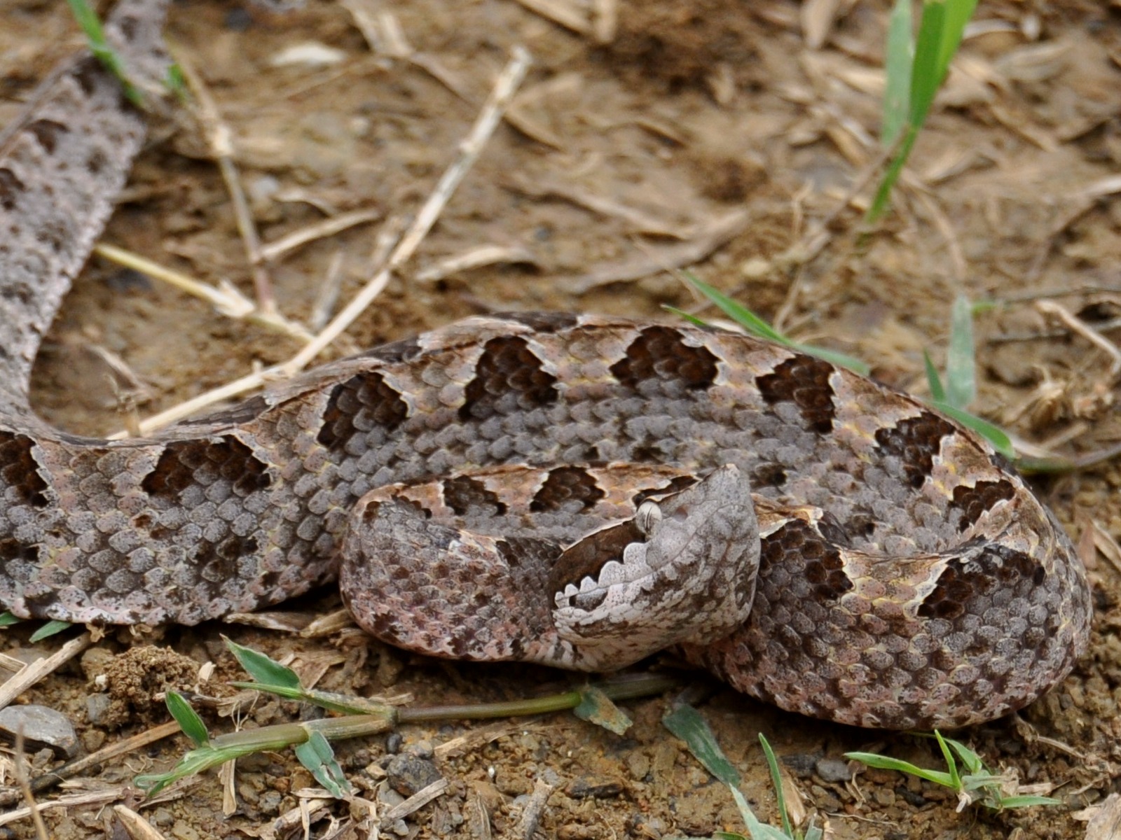 Malayan Viper - HD Wallpaper 
