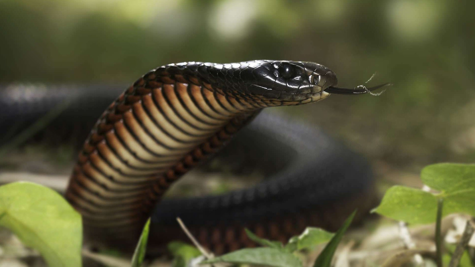 Black Snake - House Snake In India - HD Wallpaper 