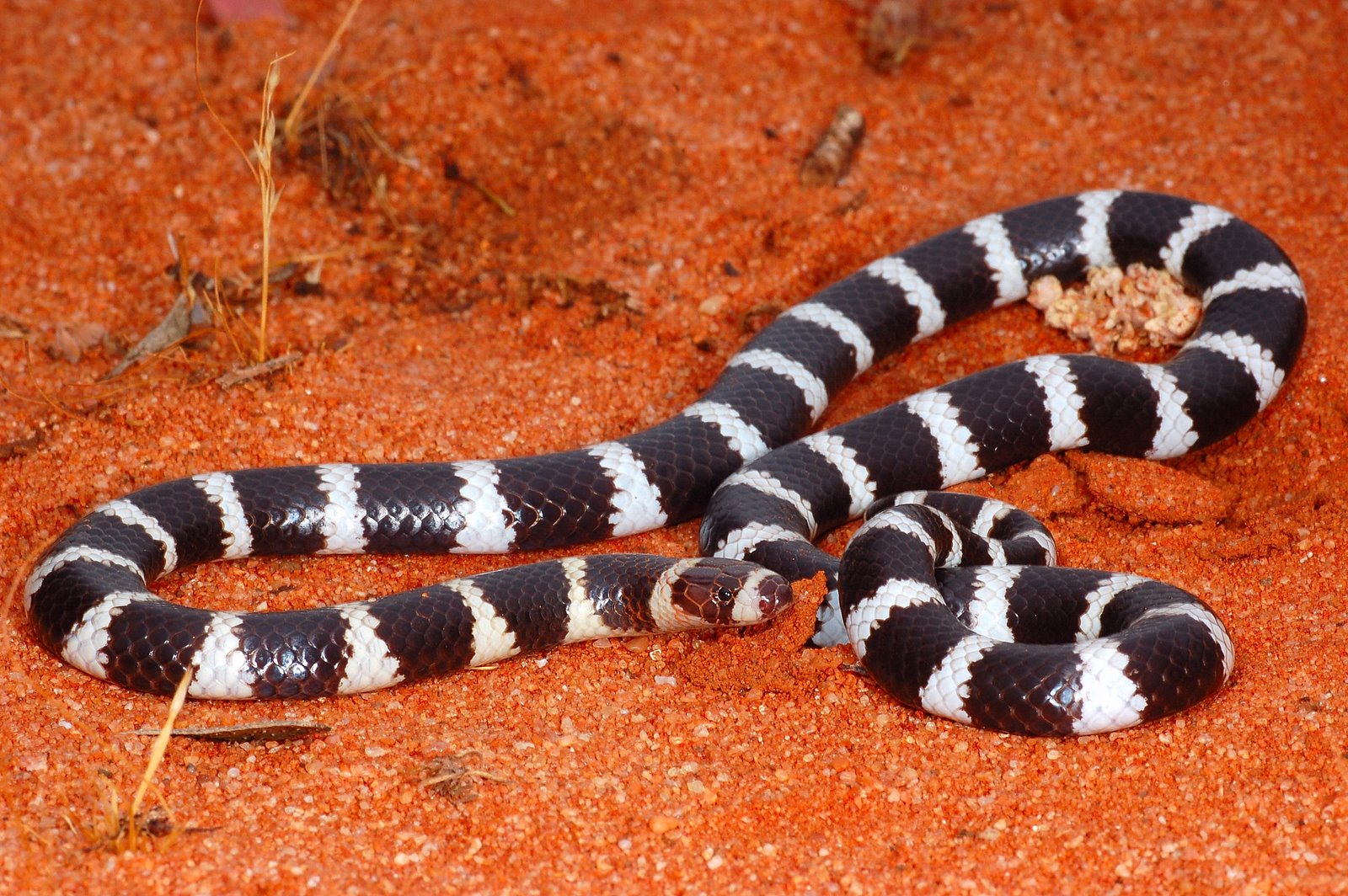 Australian Bandy Bandy Snake - HD Wallpaper 