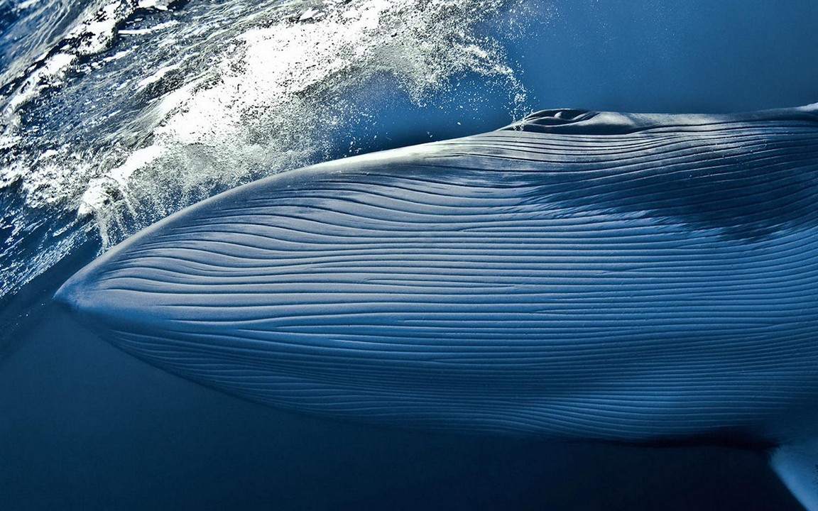 Blue Whale Wallpaper - Dwarf Minke Whale - HD Wallpaper 