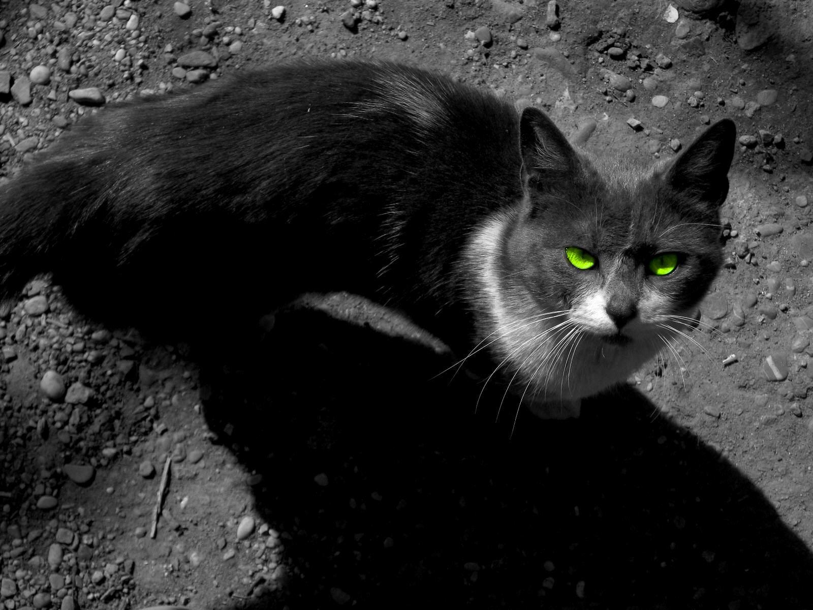 Hd Warrior Cats Image - Cat In Dark Light - HD Wallpaper 