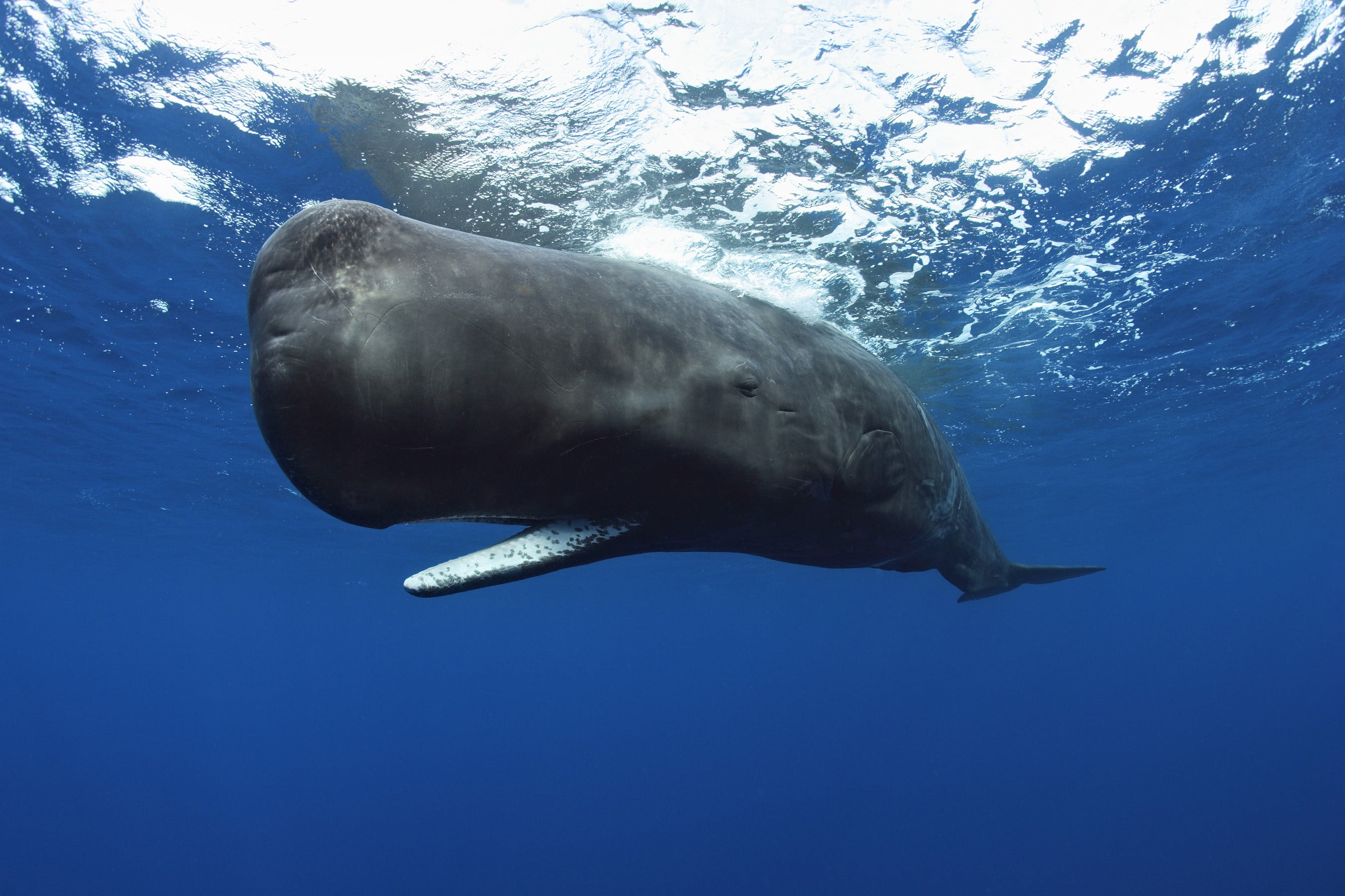 Sperm Whale - HD Wallpaper 