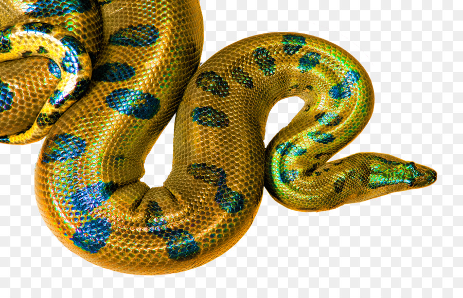 Boa, Desktop Wallpaper, Ular Gambar Png - Yellow And Black Boa Constrictors - HD Wallpaper 