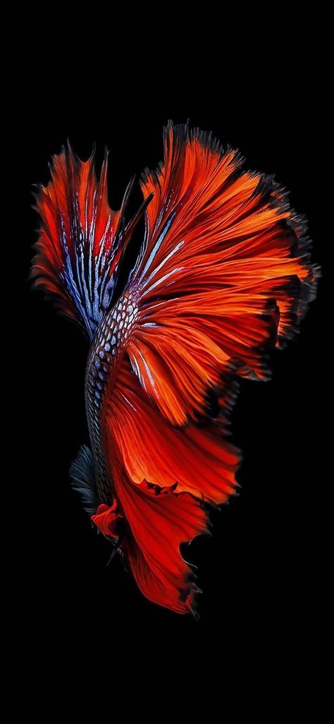 Iphone 6s - HD Wallpaper 