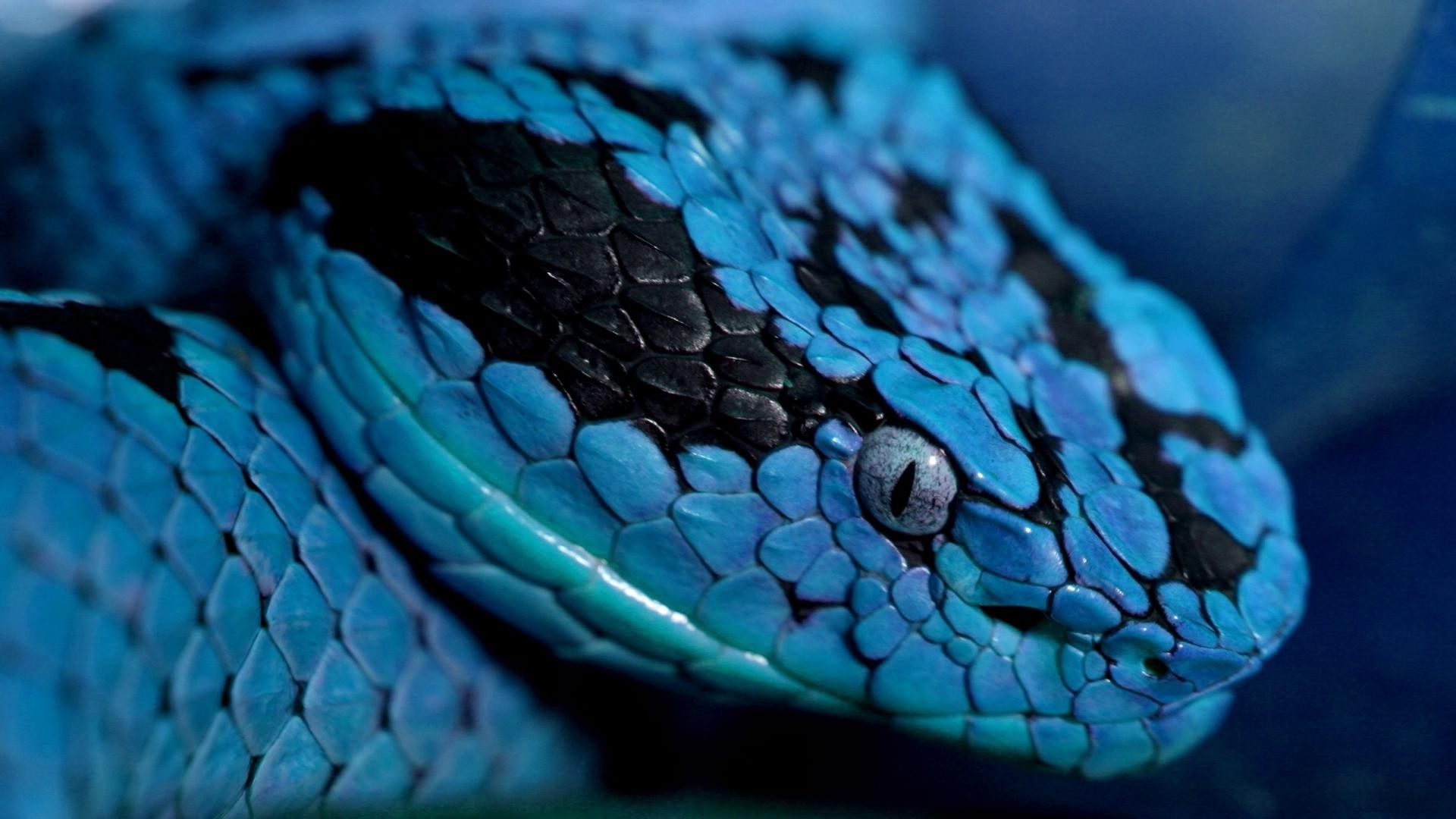 Blue Snake Wallpaper - Cobra Blue Snakes - HD Wallpaper 