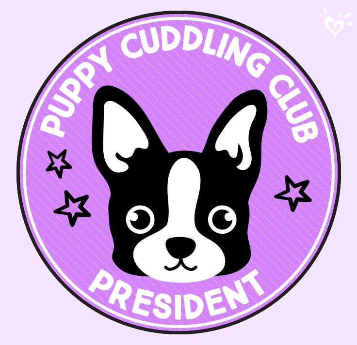 Boston Terrier - HD Wallpaper 