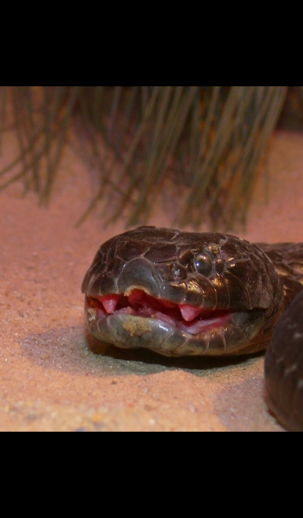 Tiger Snake - HD Wallpaper 