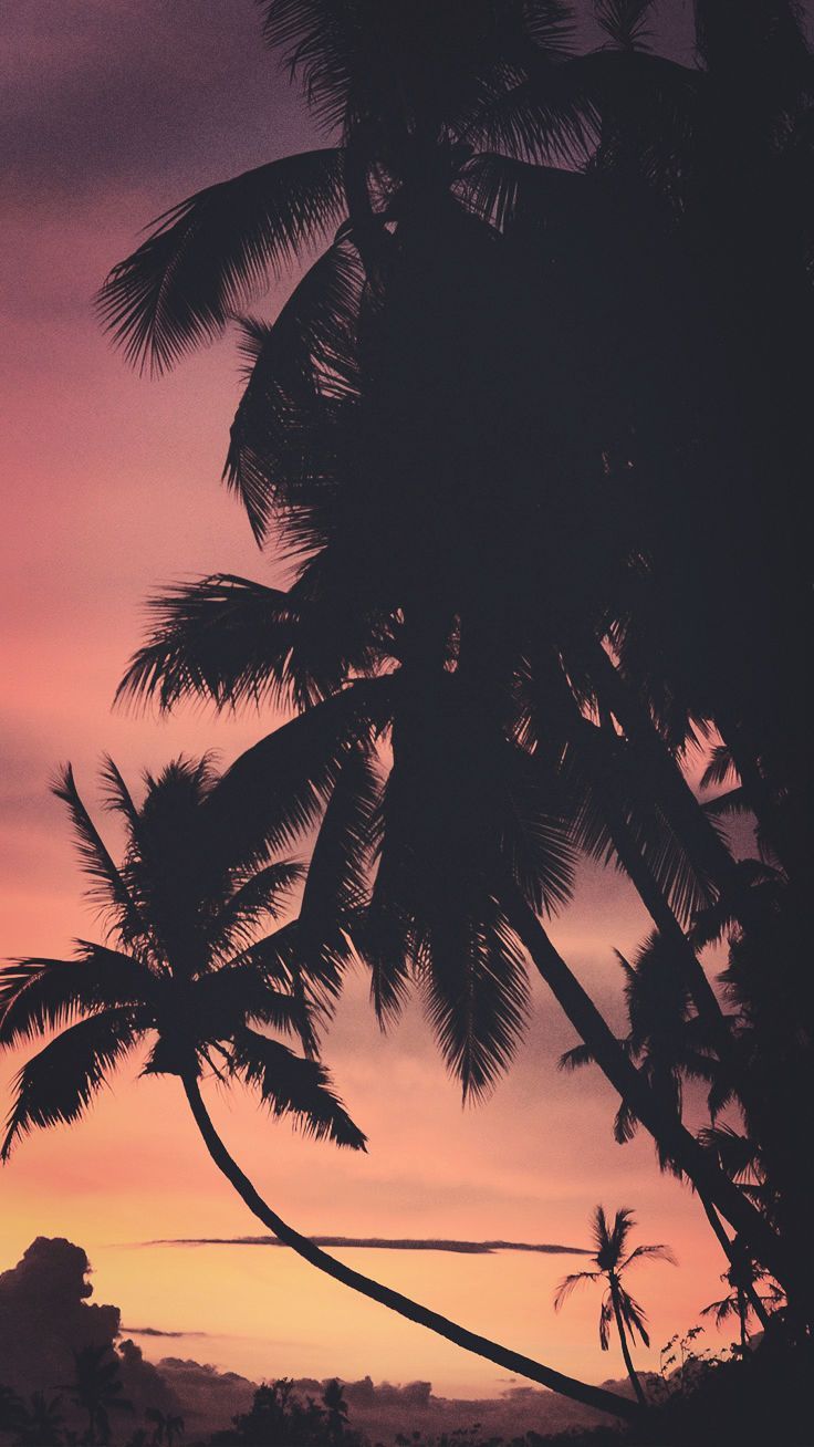 Hd Palm Trees Sunset - HD Wallpaper 