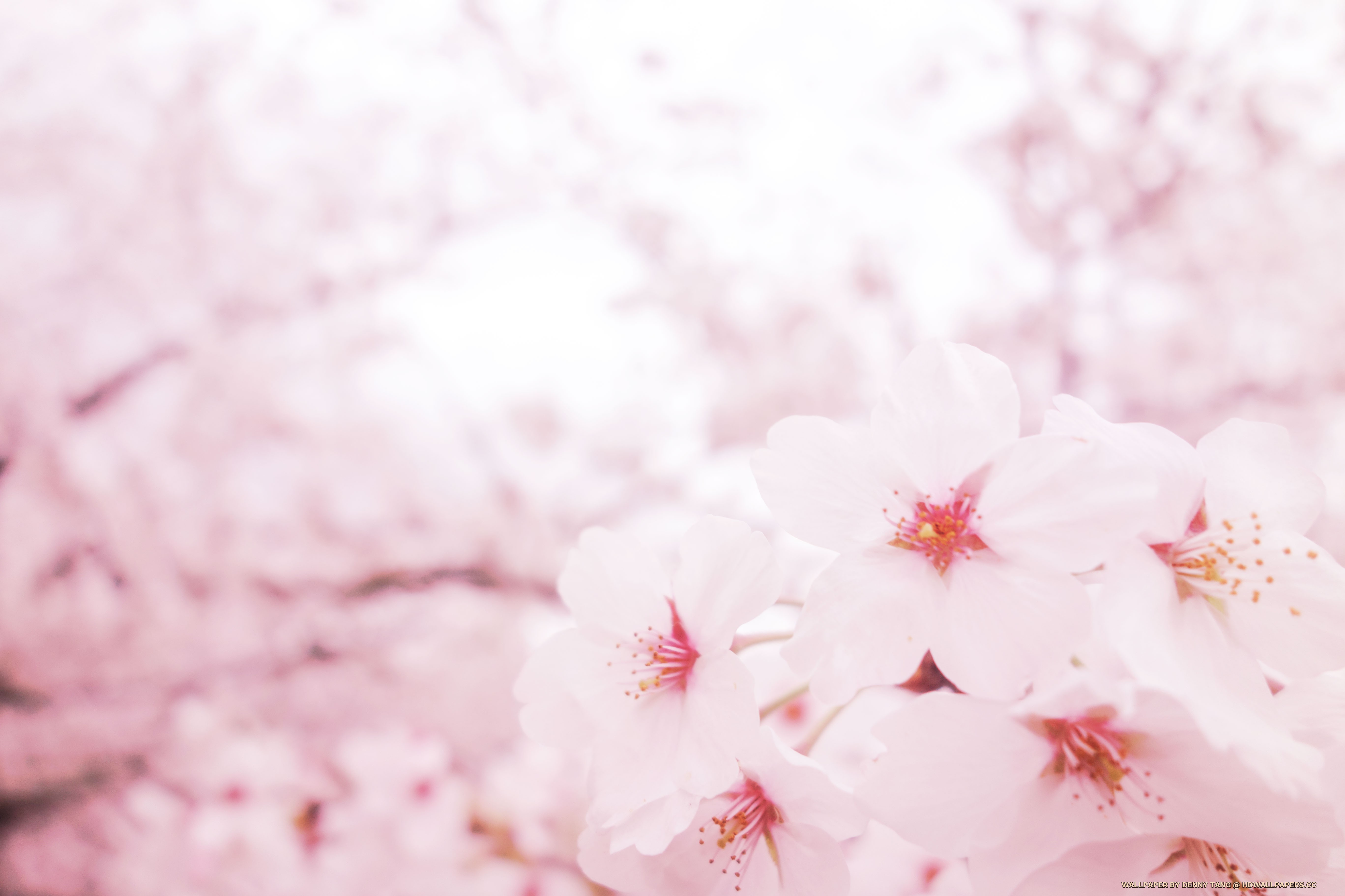 Sakura - Pink Sakura Wallpaper Hd - HD Wallpaper 