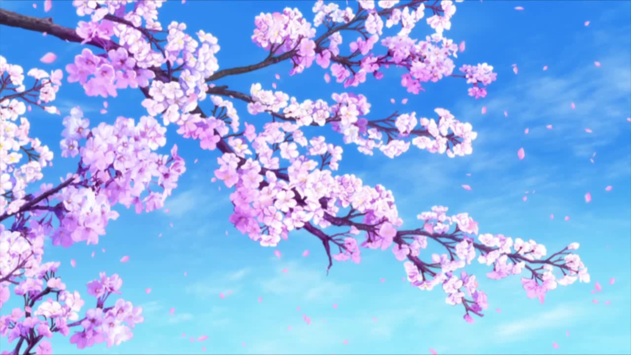 Sakura Falling - HD Wallpaper 