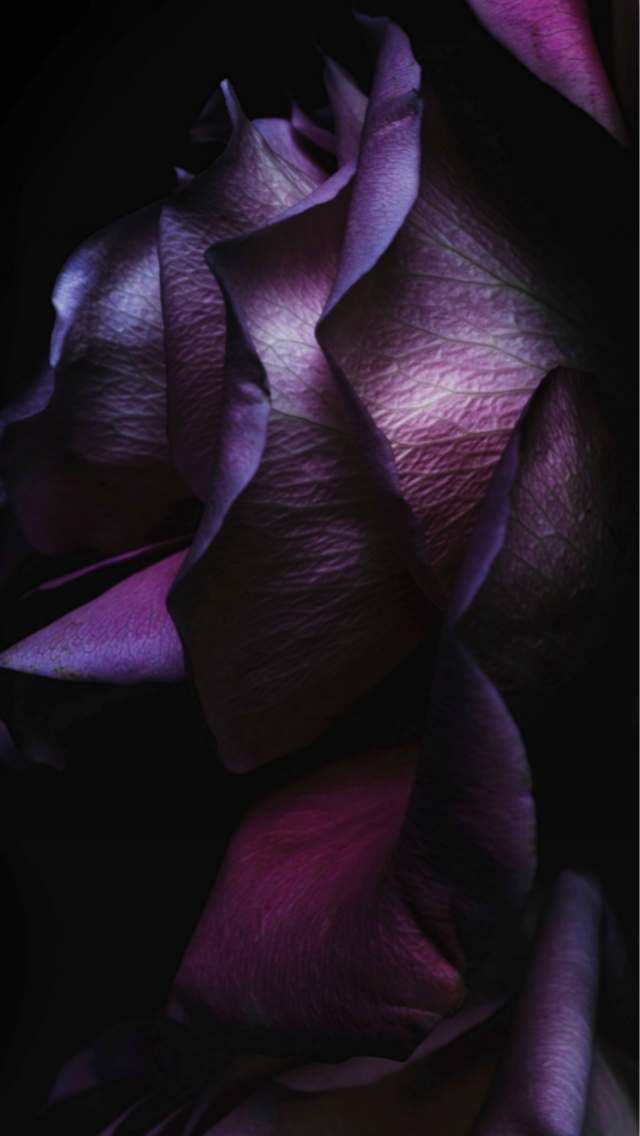 Dark Purple Elegant Rose Petal Macro Ios9 Wallpaper - Purple Rose Iphone Background - HD Wallpaper 