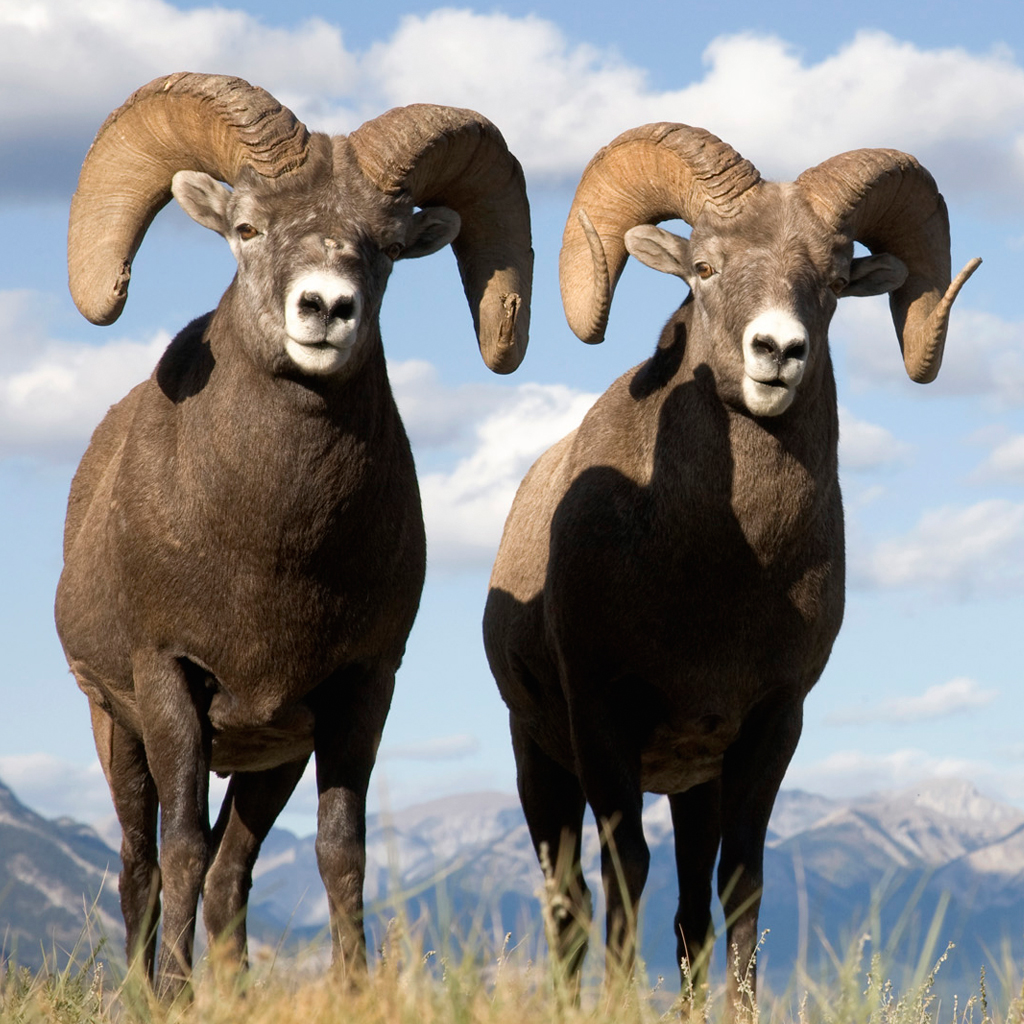 Sweet Couple - Two Rams - HD Wallpaper 