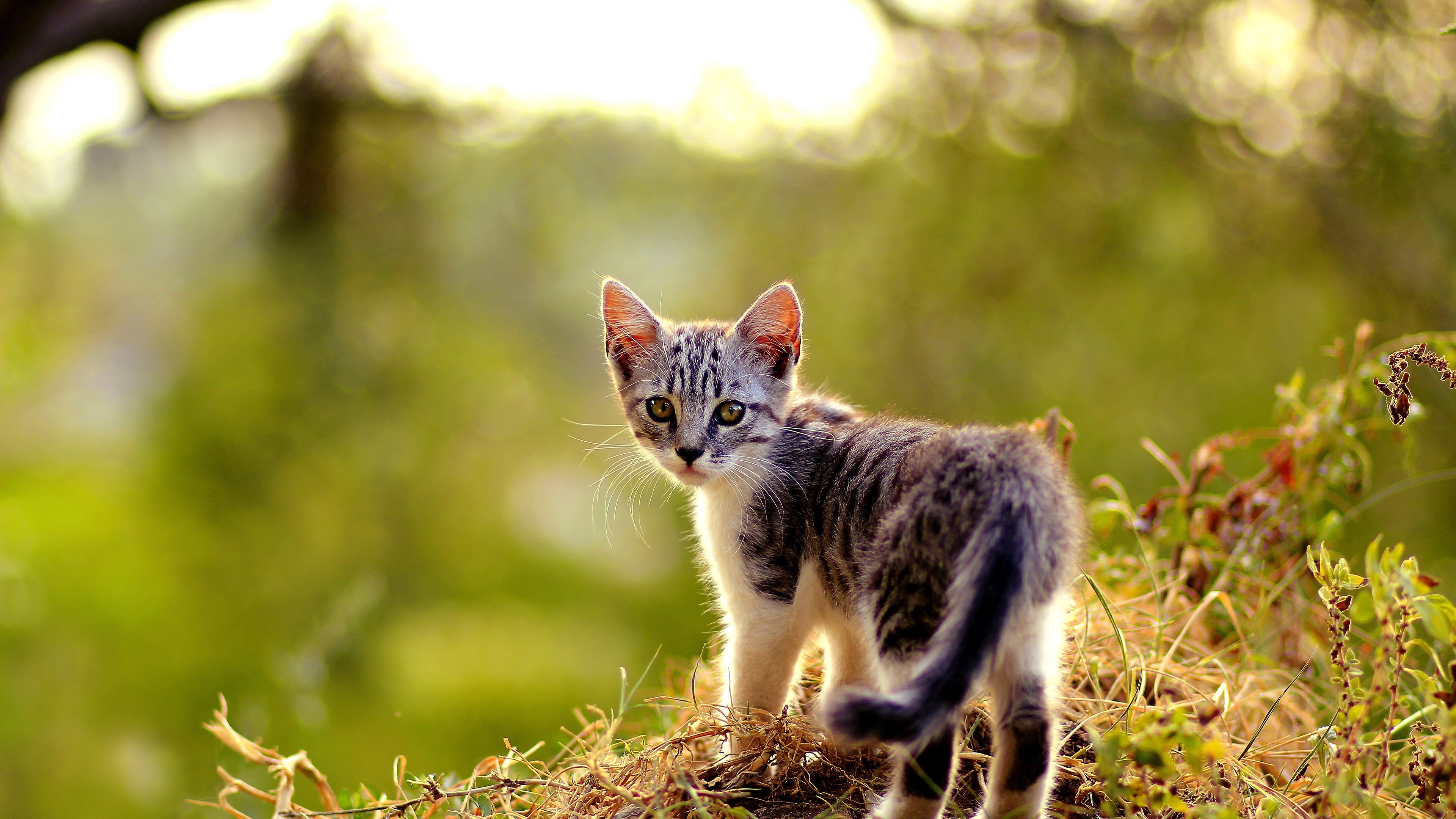 Cat Wallpaper Ultra Hd - 3840x2160 Wallpaper Cat Wallpaper Ultra Hd - 3840x2160 Wallpaper