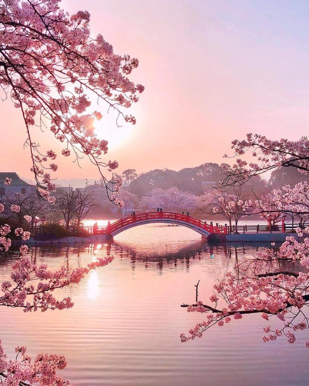 #freetoedit #aesthetictumblr #background #wallpaper - Japan Cherry Blossom Scenery - HD Wallpaper 