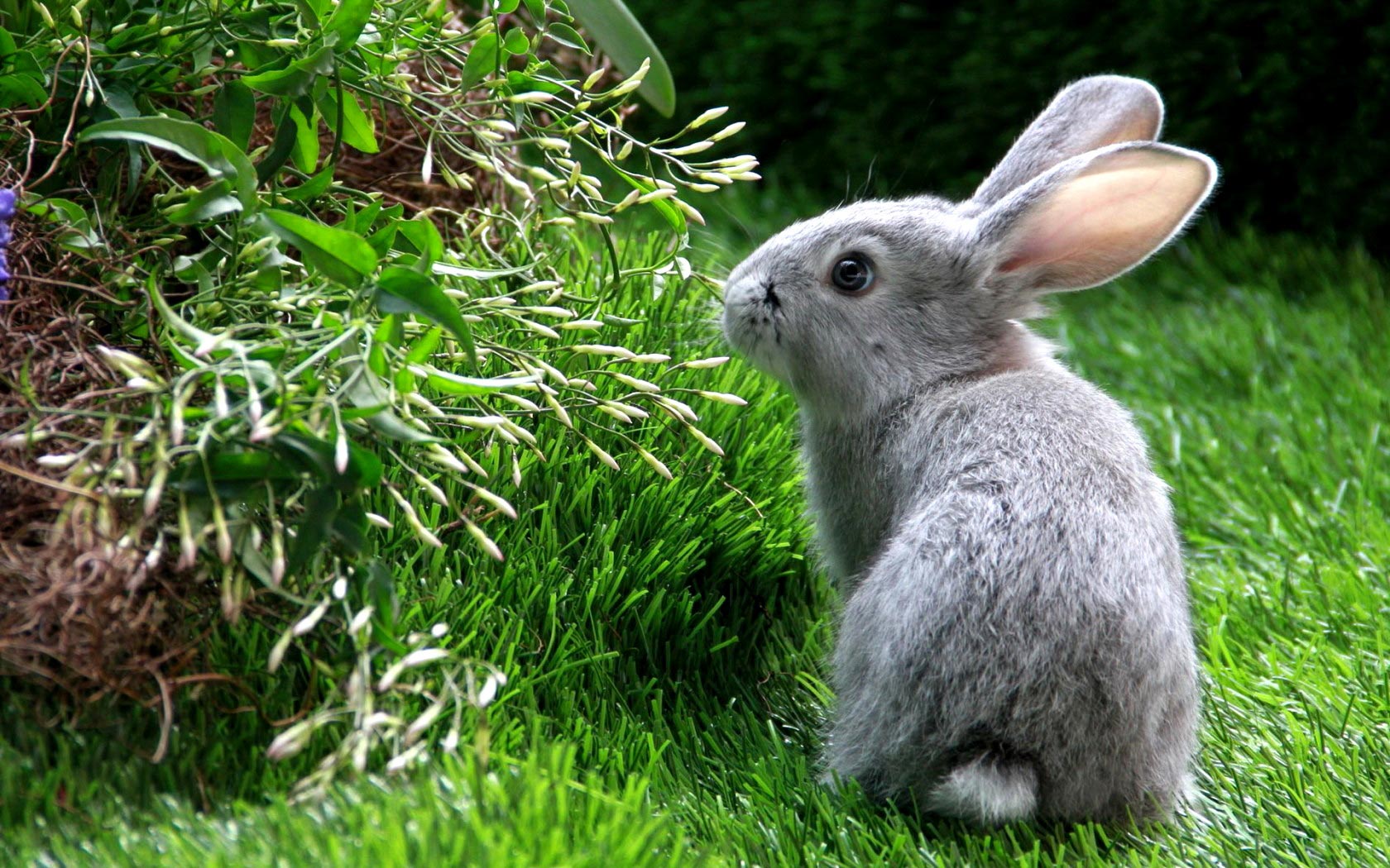 Cute Black Bunny Hd Wallpaper 27 Desktop Background - Animal Nature Photos Download - HD Wallpaper 