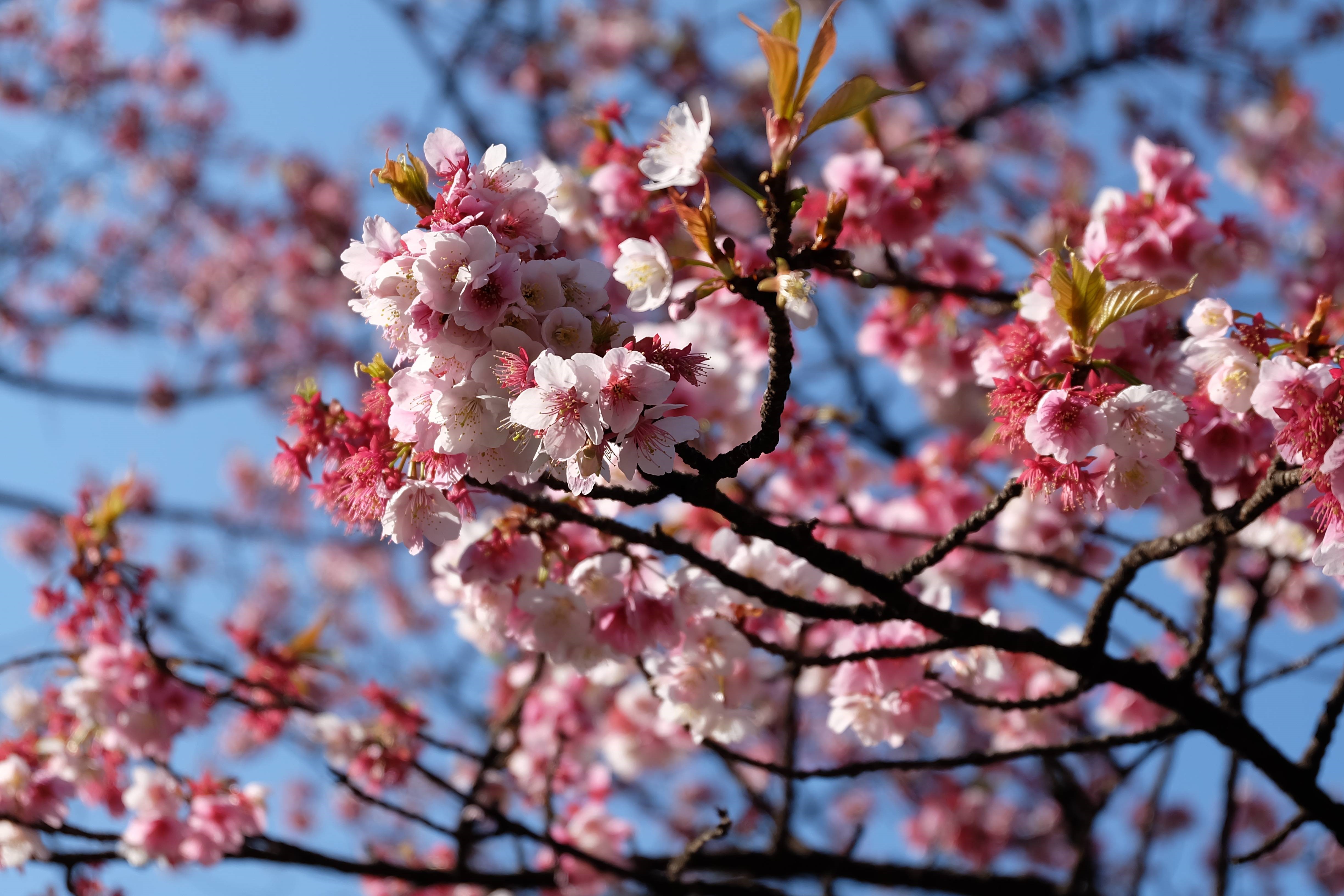 Cherry Blossom Sakura Japonism - HD Wallpaper 