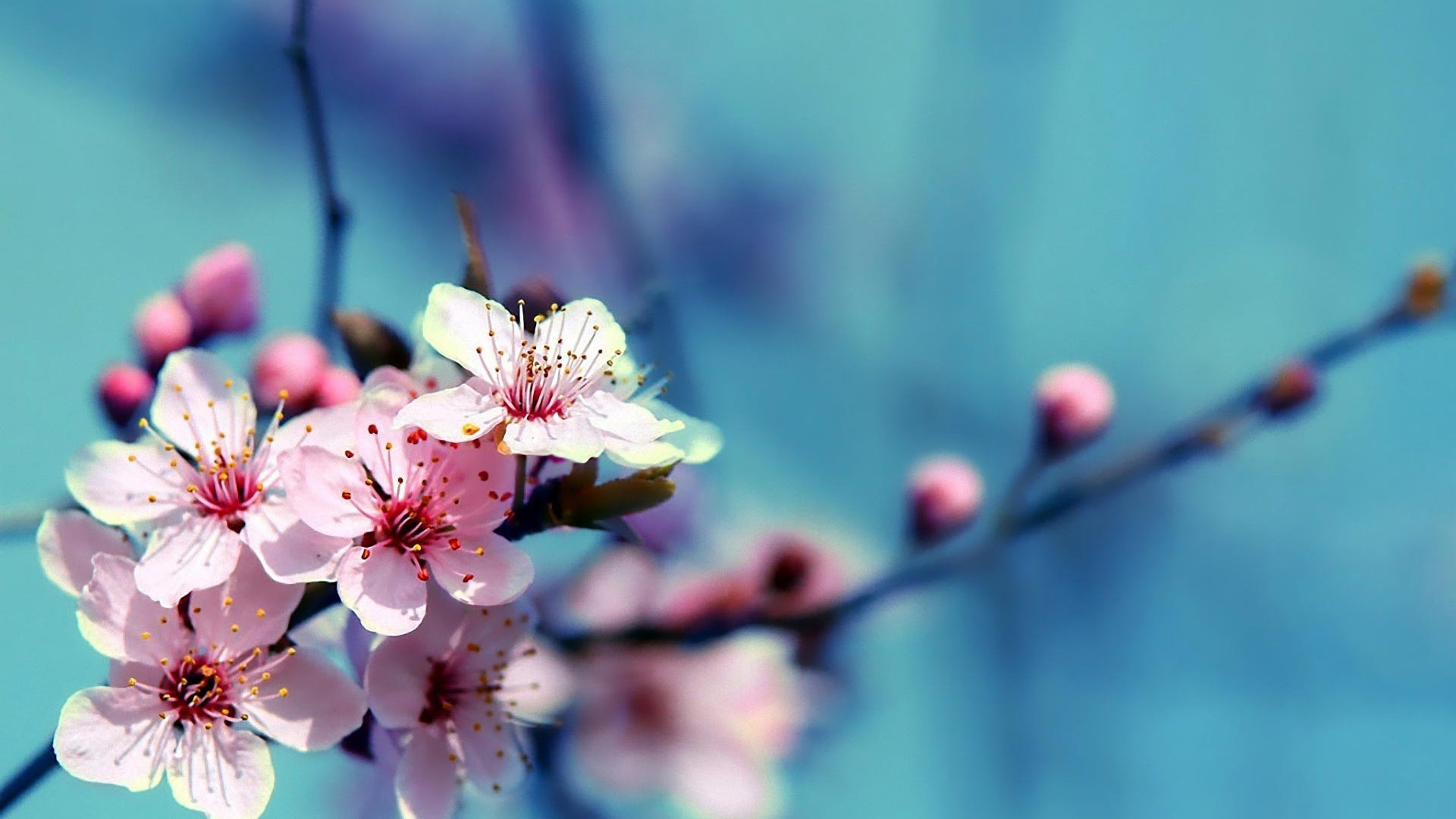 Desktop Cherry Blossoms Hd Wallpaper - Cherry Blossom Hd - HD Wallpaper 