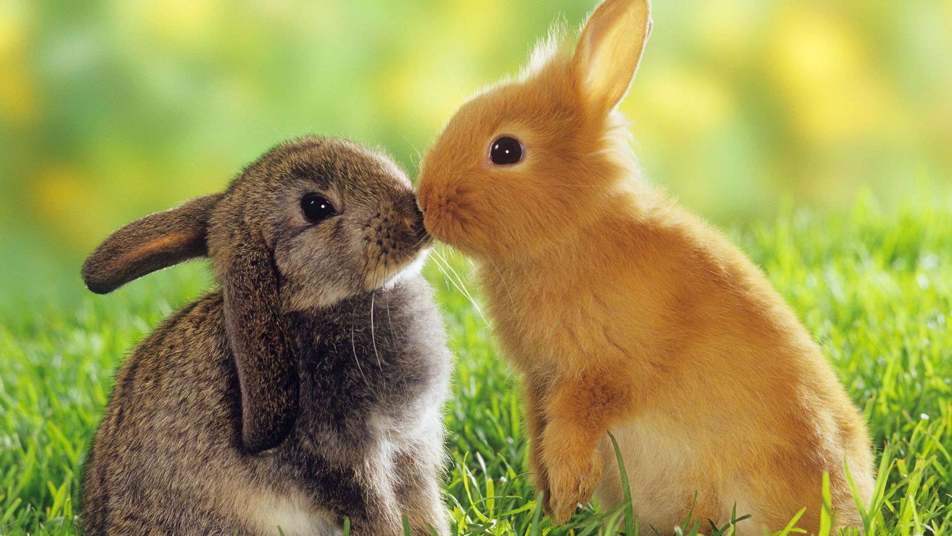 Kissing Bunnies Hd Wallpaper - Rabbit Hd - HD Wallpaper 