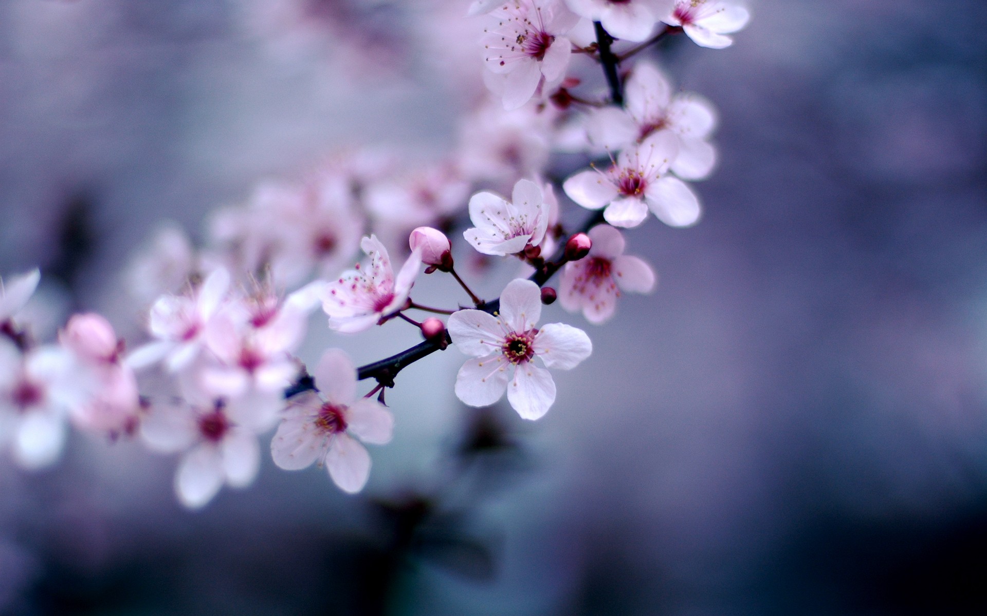 Cherry Blossom Wallpapers - HD Wallpaper 